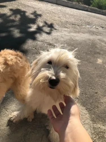 Poodle