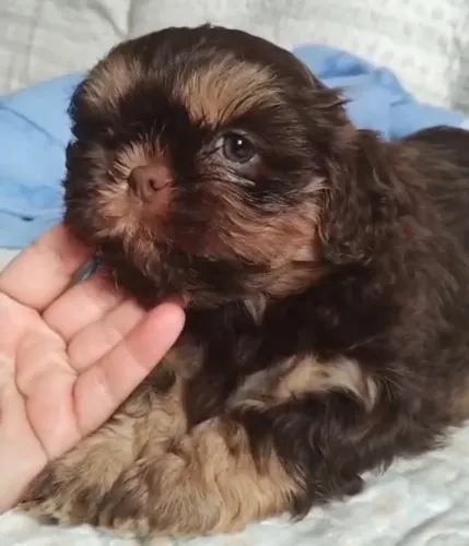 ShihTzu