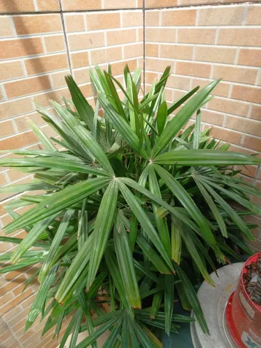Palmeira