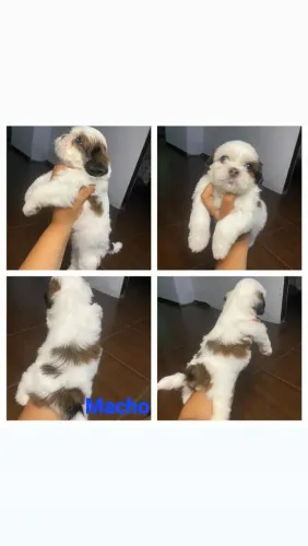Shitzu