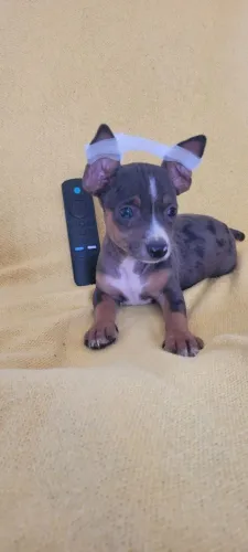 Pinscher macho