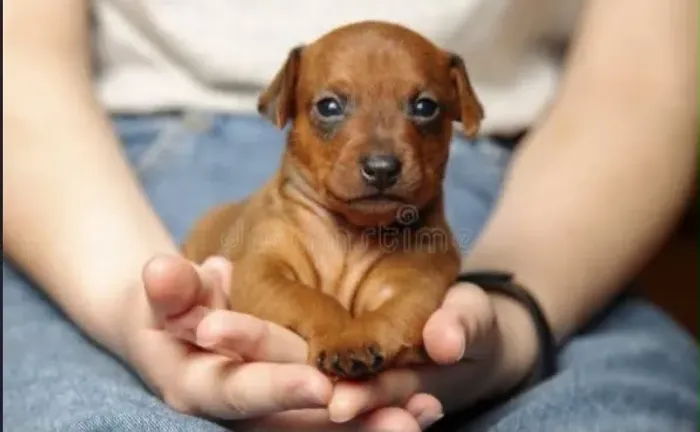 Pinscher macho o último caramelo