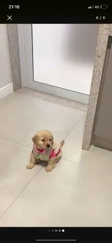 Golden retriever femea