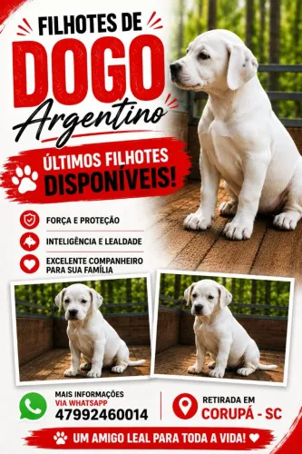Dogo Argentino