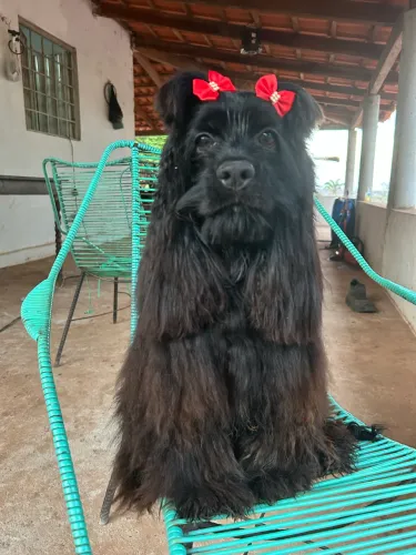 Cachorro