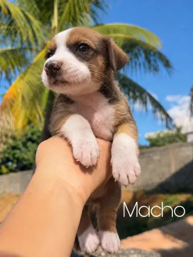 Filhotes pra adoção 45 dias