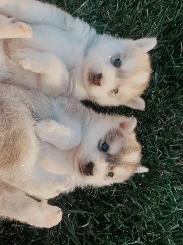 Husky Siberiano - Um Cachorrinho Fazer Parte Da Rotina Da Família