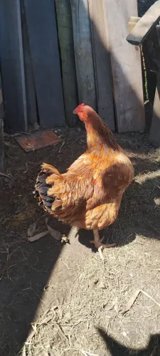 Lindas galinhas 1 ano, e um frango 7 meses,
