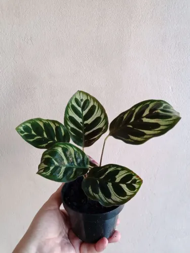 Maranta Pavão (Calathea makoyana)