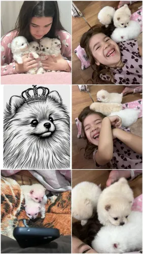 Lulu da Pomerânia