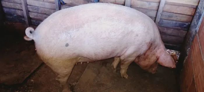 Matriz jovem Pietrain × Large White, com apenas 11 meses, em sua primeira gestação.