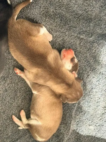 Filhote husky siberiano