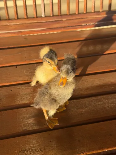 Marreco Pompom