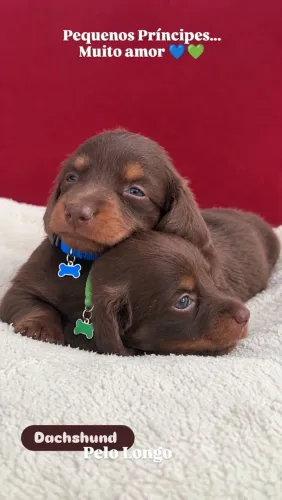 Dachshund Pelo Longo 