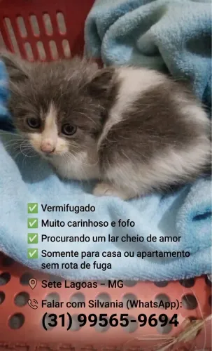 Gatinho lindo fofo peludo 50 dias