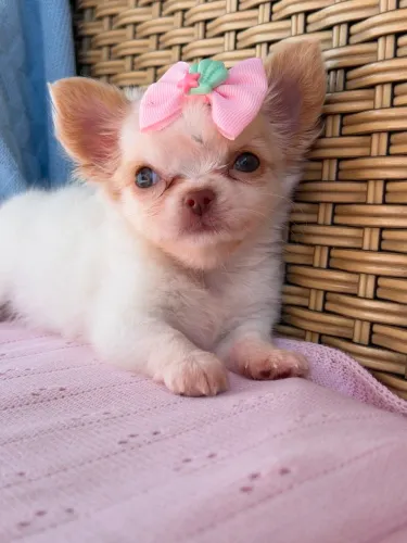 Chihuahua fêmea princesa charmosa