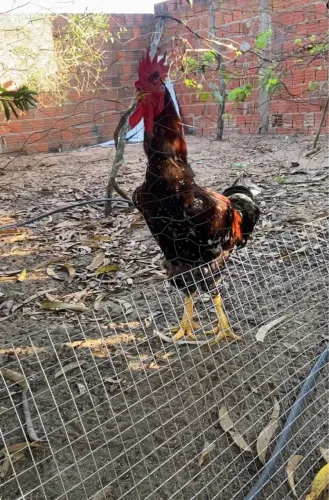 Galo GSB muito grande