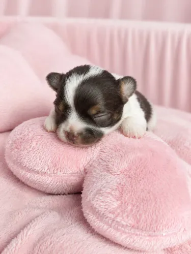 Chihuahua filhote macho pelo longo