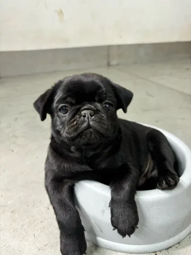 Vendo filhote de Pug
