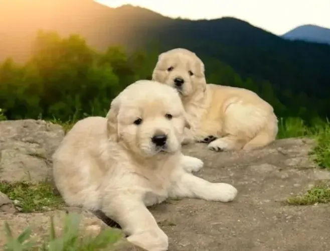 Golden Retriever Um cachorro que nasceu para fazer parte da família