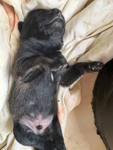 Filhotes de pastor Malinois 