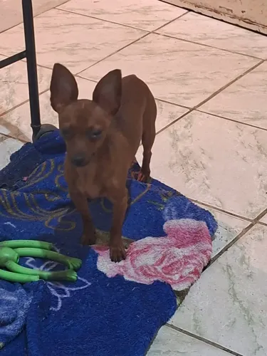 Pinscher para doação 