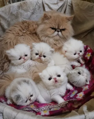 Gatos persas 3 semanas 2femeas e 3 machinhos 
