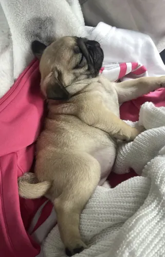 Filhote Pug 