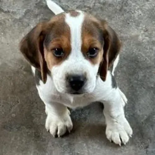 Beagle,Beagle Filhote de Linda Linhagem Pronto para Fazer Parte da Família