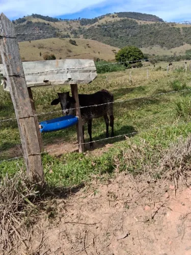 Vendo bezerra anelorada
