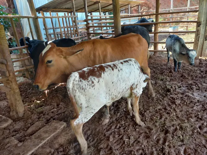 Lote de vacas leiteira 