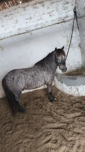 Pônei macho 