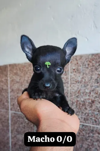 Pinscher com 70 dias vacinado