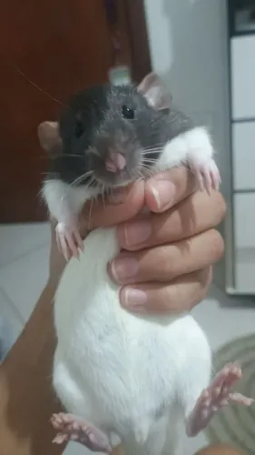 Vende-se ratinho twister