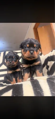 Rottweiller