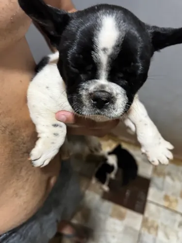 Buldogue Francês a venda