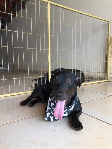 Adoção responsável!!