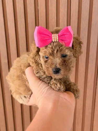 Poodle Toy - Lindos