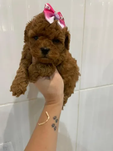Poodle Toy filhote vacinado pronta entrega