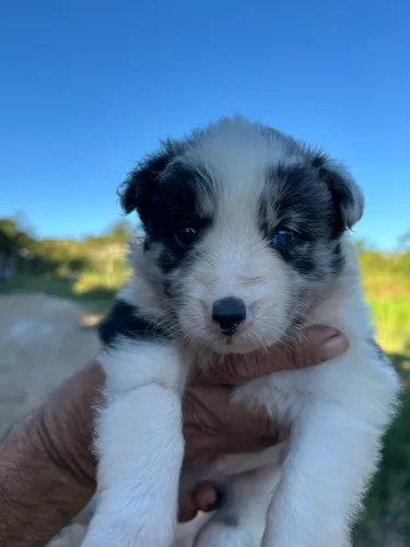 Filhotes de border collie