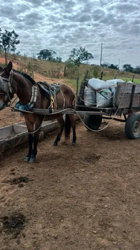 Burro de carroça..