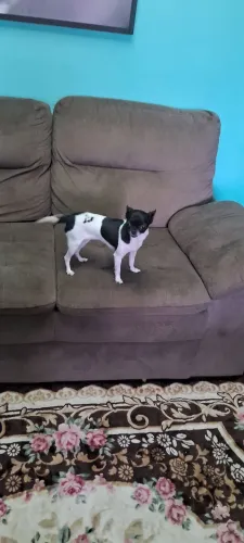 Chiuaua 2 anos femea