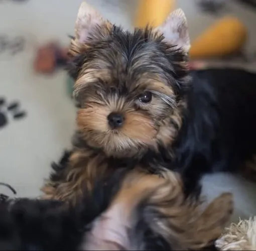 Perfeitinha bebê de yorkshire micro fêmea 