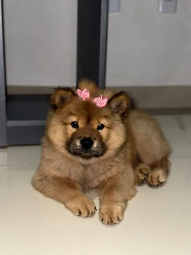 Chow Chow - fêmea