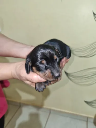Dachshund/cofap/teckel/salsichinha