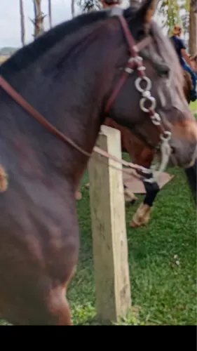 Cavalo crioulo