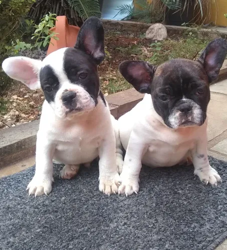 Bulldog Francês : Puros Machos e Femeas