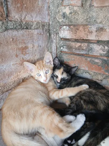 Doação de Gatos filhotes
