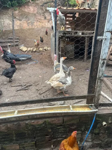 Vendo 3 gansos sendo um macho e duas fêmea em fase adulta já
