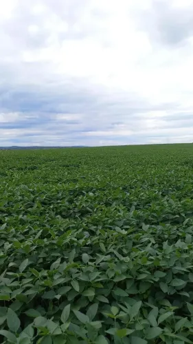 Fazenda a venda em Bela vista de Goiás!!!